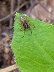 Pachygnatha autumnalis