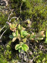 Portulaca cryptopetala