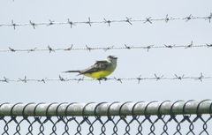 Tyrannus melancholicus