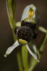 Ophrys philippei