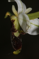 Ophrys philippei