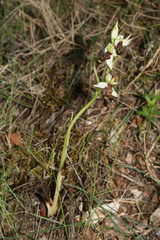 Ophrys philippei