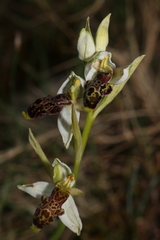 Ophrys philippei