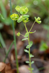 Euphorbia commutata
