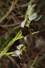 Ophrys philippei