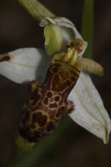 Ophrys philippei
