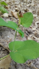 Aristolochia rotunda