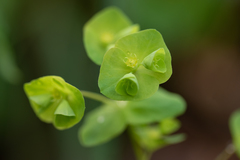 Euphorbia commutata