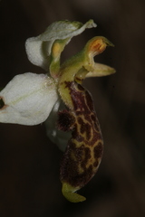 Ophrys philippei