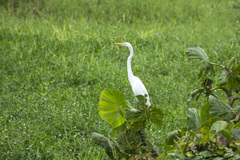 Ardea alba