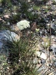 Perideridia bolanderi