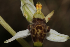 Ophrys philippei