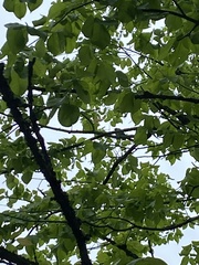 Pipilo erythrophthalmus