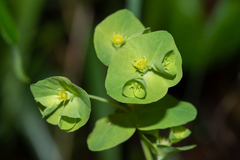 Euphorbia commutata