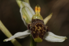 Ophrys philippei