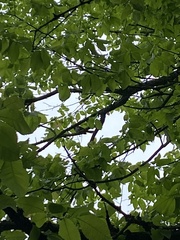 Pipilo erythrophthalmus