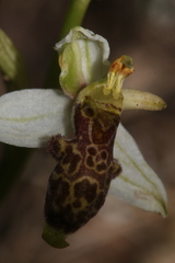 Ophrys philippei