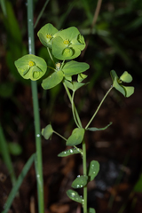 Euphorbia commutata