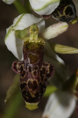 Ophrys philippei
