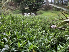 Hygrophila ringens