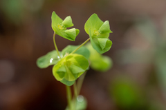 Euphorbia commutata