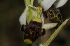 Ophrys philippei