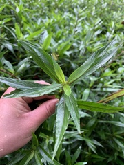 Hygrophila ringens