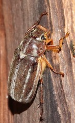 Polyphylla occidentalis