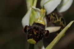 Ophrys philippei