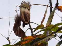 Centrolobium microchaete