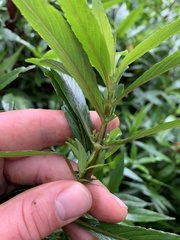 Hygrophila ringens