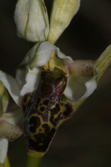 Ophrys philippei