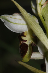 Ophrys philippei