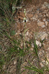 Ophrys philippei