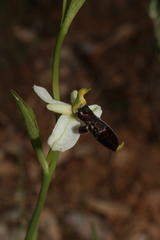 Ophrys philippei