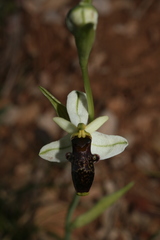 Ophrys philippei