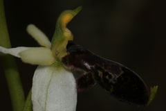 Ophrys philippei