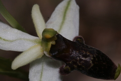 Ophrys philippei