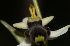 Ophrys philippei