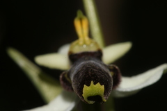 Ophrys philippei