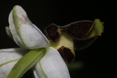 Ophrys philippei