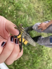 Arigomphus