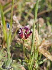 Trifolium willdenovii