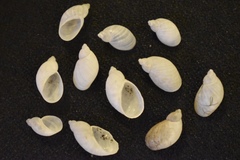 Succinea bermudensis