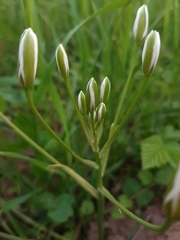 Ornithogalum