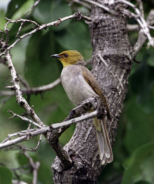 Yellow-throated Bulbul (Pycnonotus xantholaemus) photo