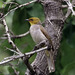 Yellow-throated Bulbul - Photo (c) anonymous, some rights reserved (CC BY-SA)