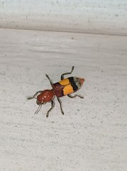 Enoclerus ichneumoneus