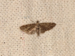 Eupithecia columbiata