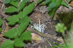 Clavaria fragilis vermicularis